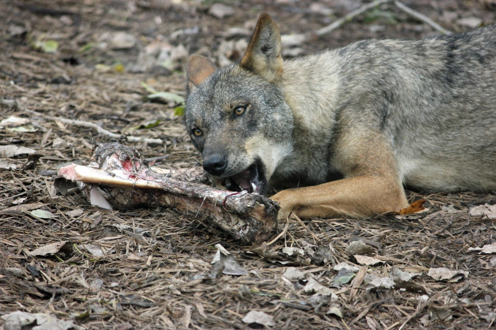 Los lobos y las hormigas tienen algo en común: guardan comida para después. Crédito: PublicDomainPictures