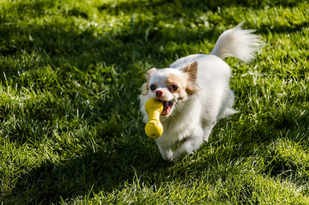 Si no puedes encontrar el último juguete que le regalaste a tu mascota, coge una pala. Crédito: Myriams-Fotos